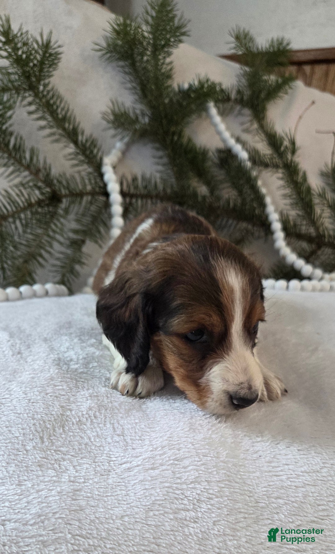 Miniature Dachshund dogs for sale: Peppermint  - Ad 4