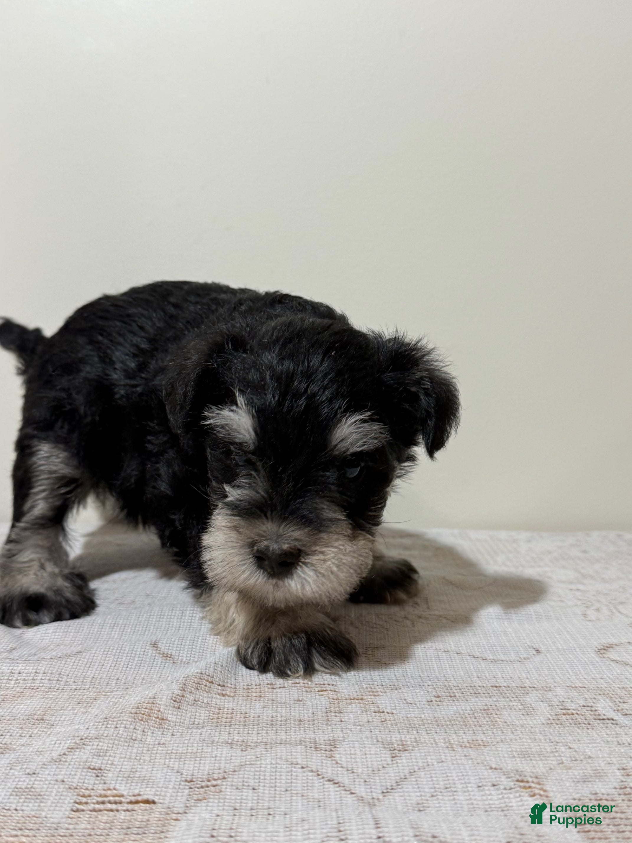 Miniature Schnauzer dogs Stormy Miniature Schnauzer  - Ad 2