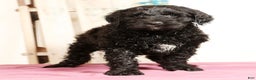 Labradoodle dogs for sale: Gina - Ad 1