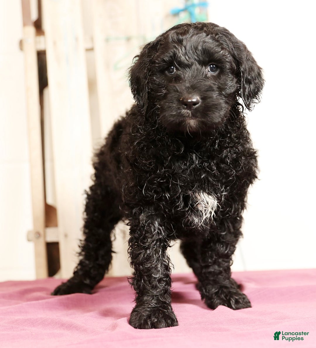 Labradoodle dogs for sale: Gina - Ad 1