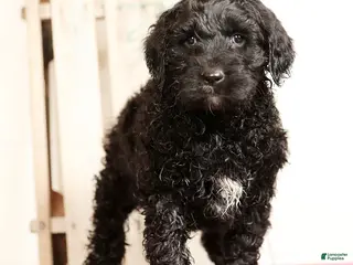 Labradoodle dogs Gina - Ad 10
