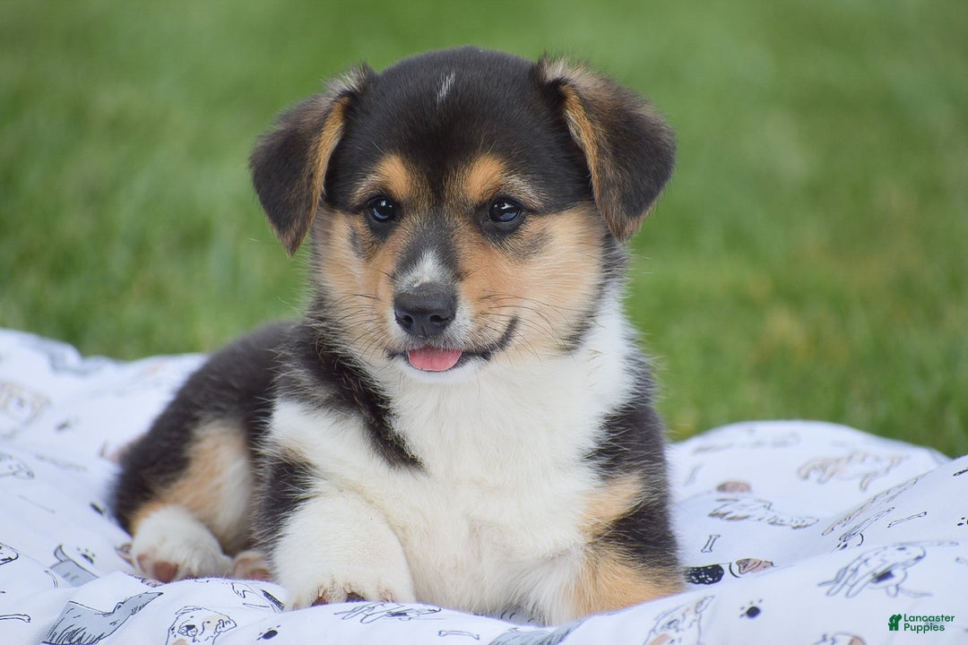 Welsh Corgi Pembroke dogs for sale: Roman - Ad 4