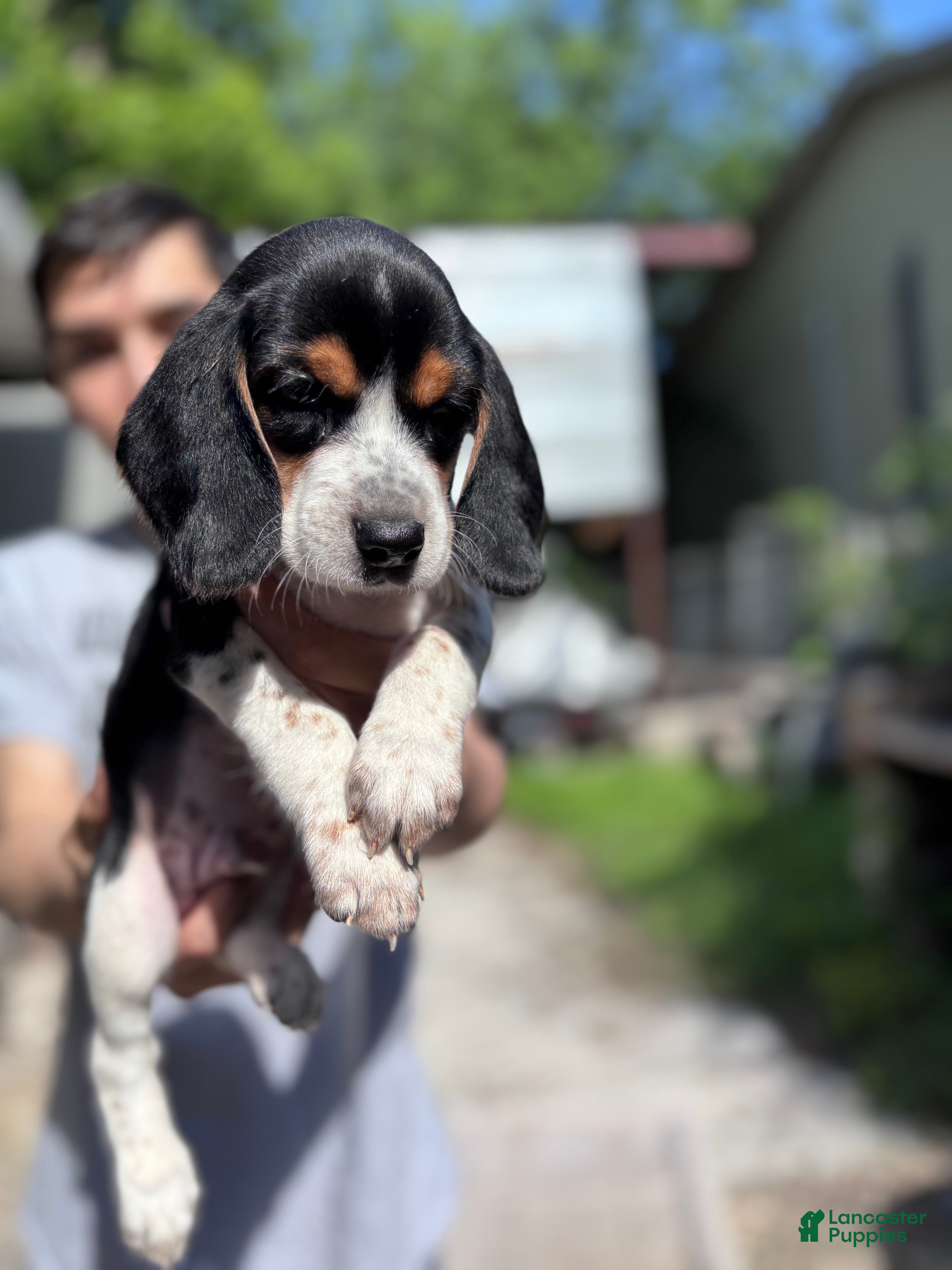 Beagle dogs for sale: Cooper 🧡 - Ad 3