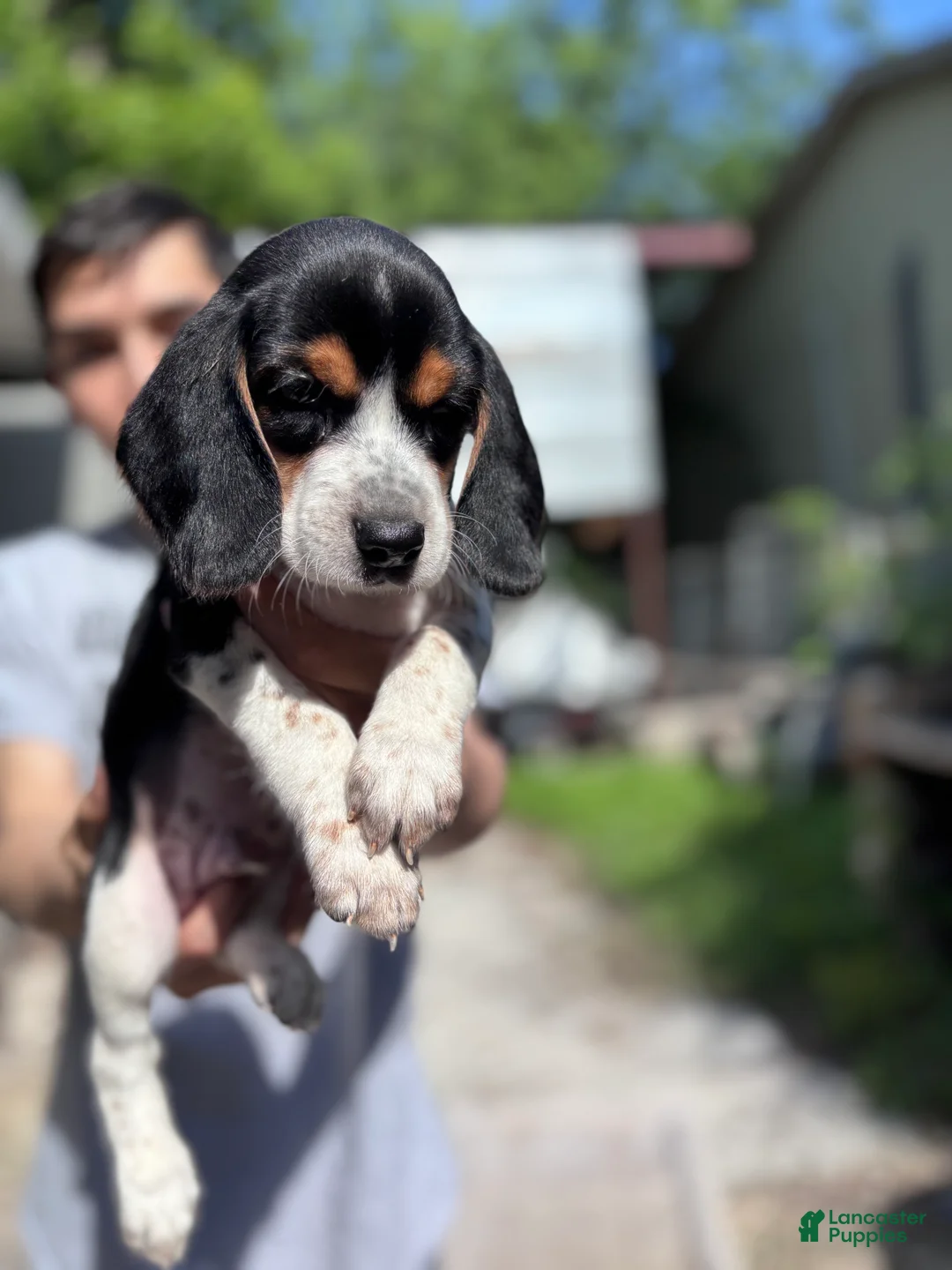 Beagle dogs for sale: Cooper 🧡 - Ad 1
