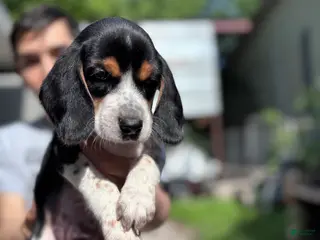 Beagle dogs for sale: Cooper 🧡 - Ad 3
