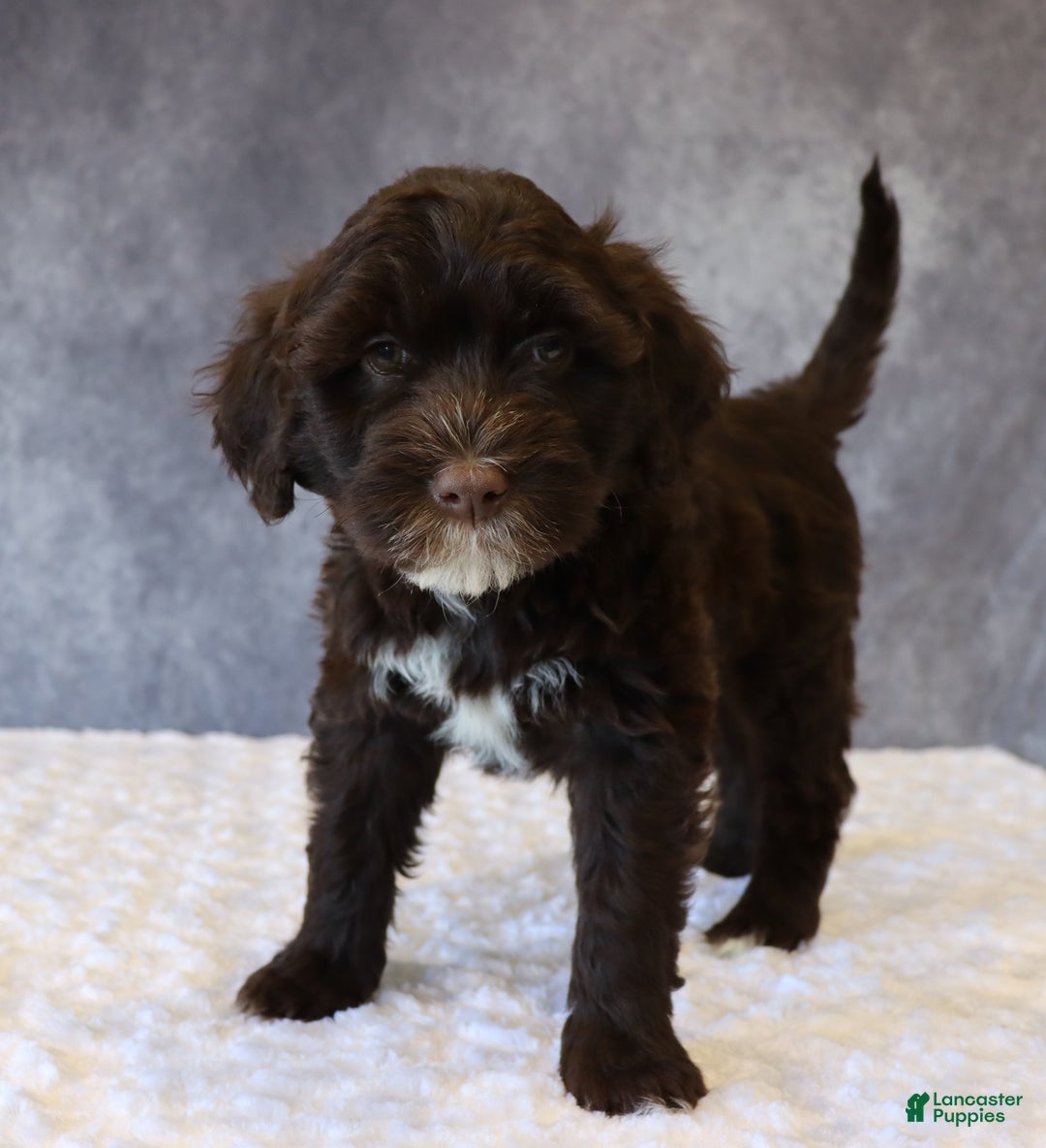 Portuguese Water Dog dogs for sale: Travis - Ad 2