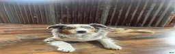 Australian Shepherd dogs for sale: Dandy - Ad 4