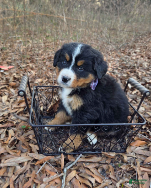 Bernese Mountain Dog dogs Chloe - Ad 3