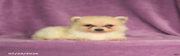 Pomeranian dogs for sale: Cookie - Ad 3