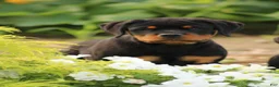 Rottweiler dogs for sale: Rottweiler lily - Ad 5