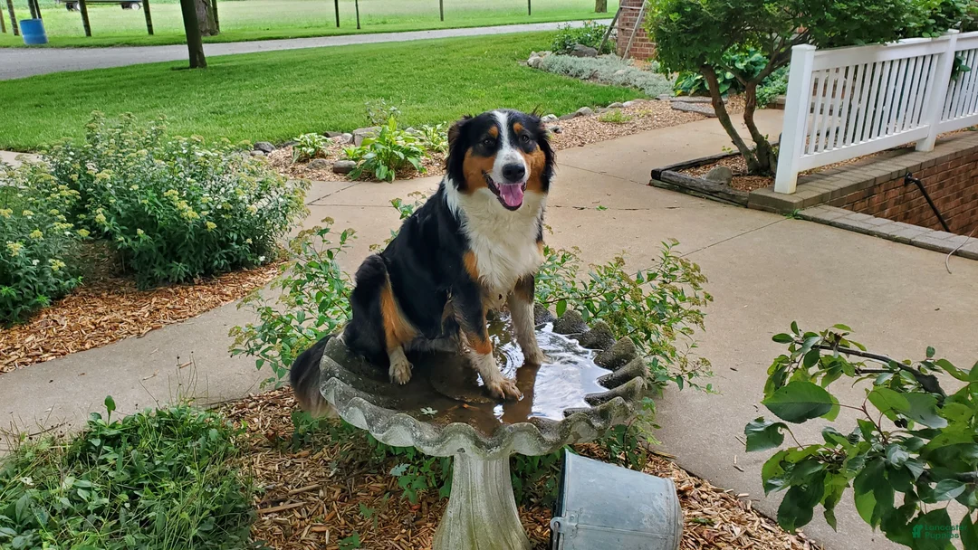 Mixed Breed dogs for sale: Bear - Ad 7