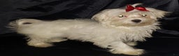Maltese dogs for sale: Maltese Puppy 3 - Ad 5