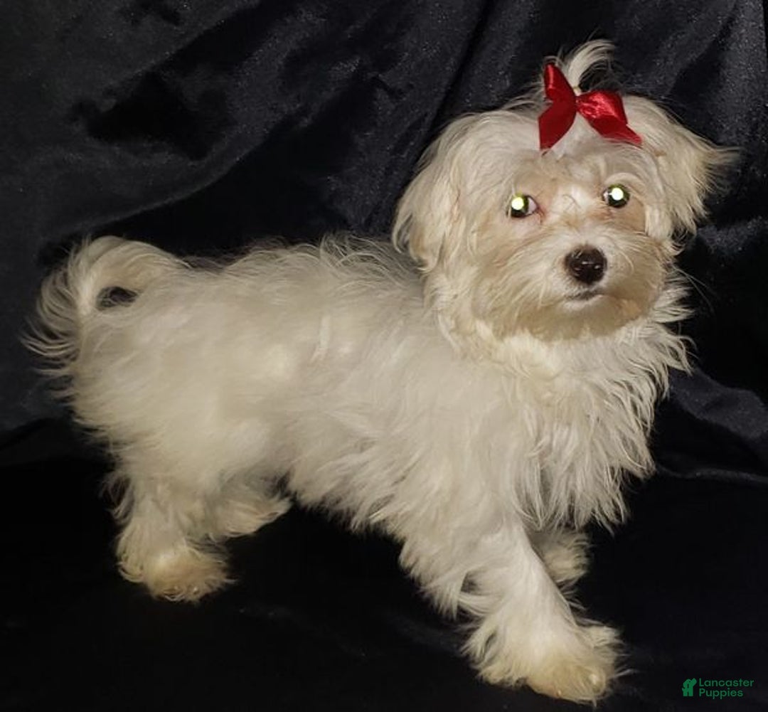Maltese dogs for sale: Maltese Puppy 3 - Ad 5