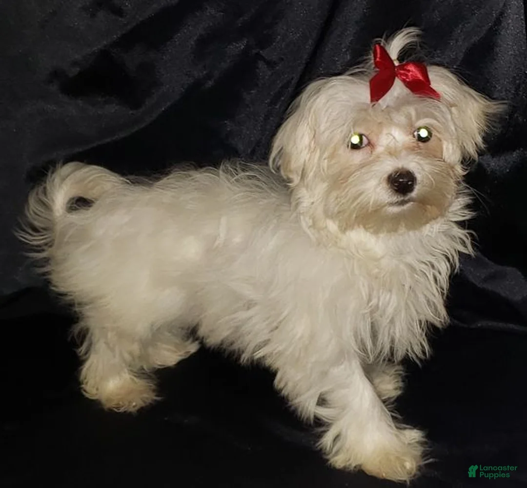 Maltese dogs for sale: Maltese Puppy 3 - Ad 5