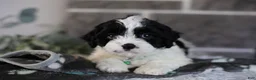 Cavapoo dogs for sale: Lennox - Ad 10