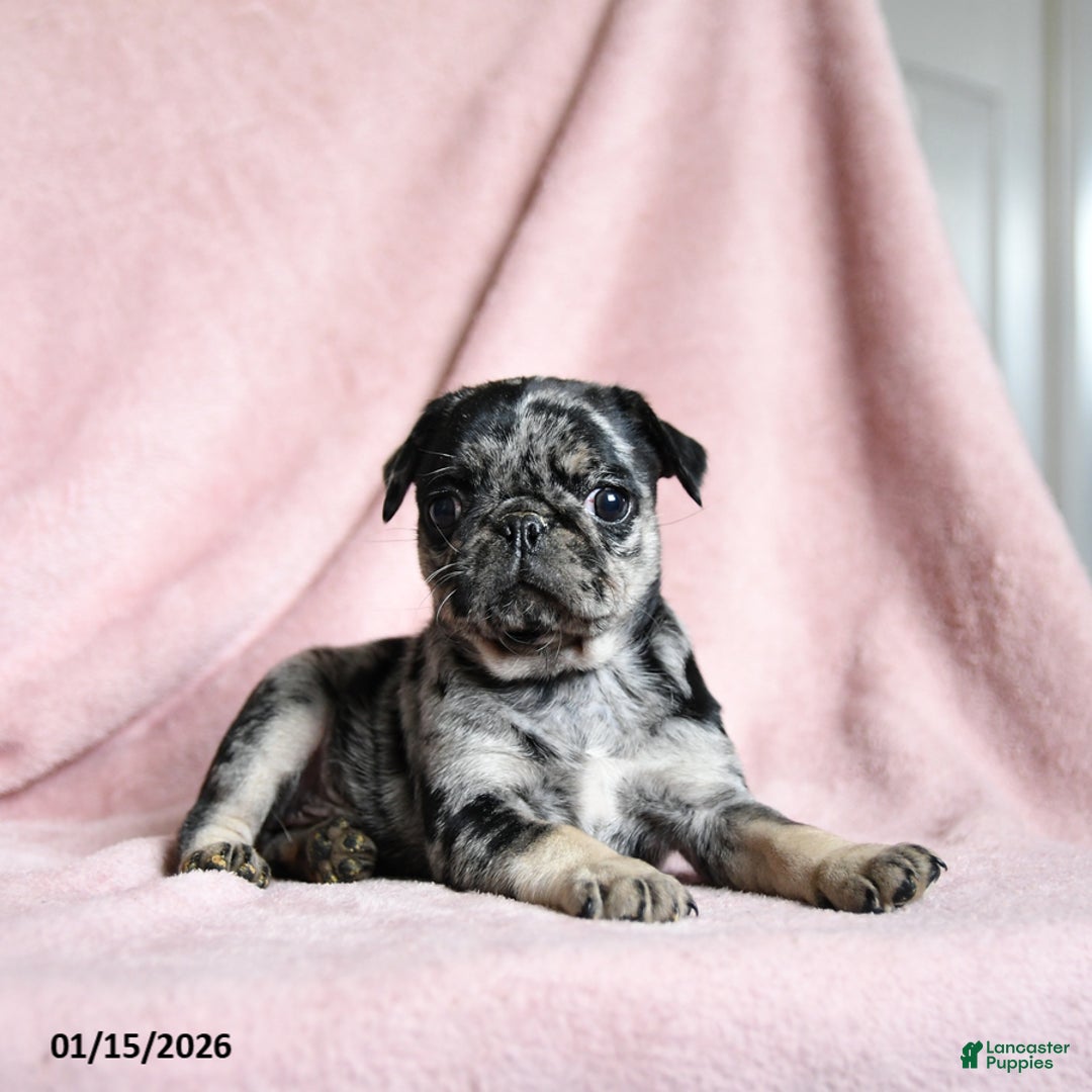 Pug dogs for sale: Maggie - Ad 3