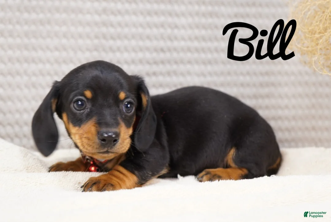 Dachshund dogs for sale: Bill - Ad 3