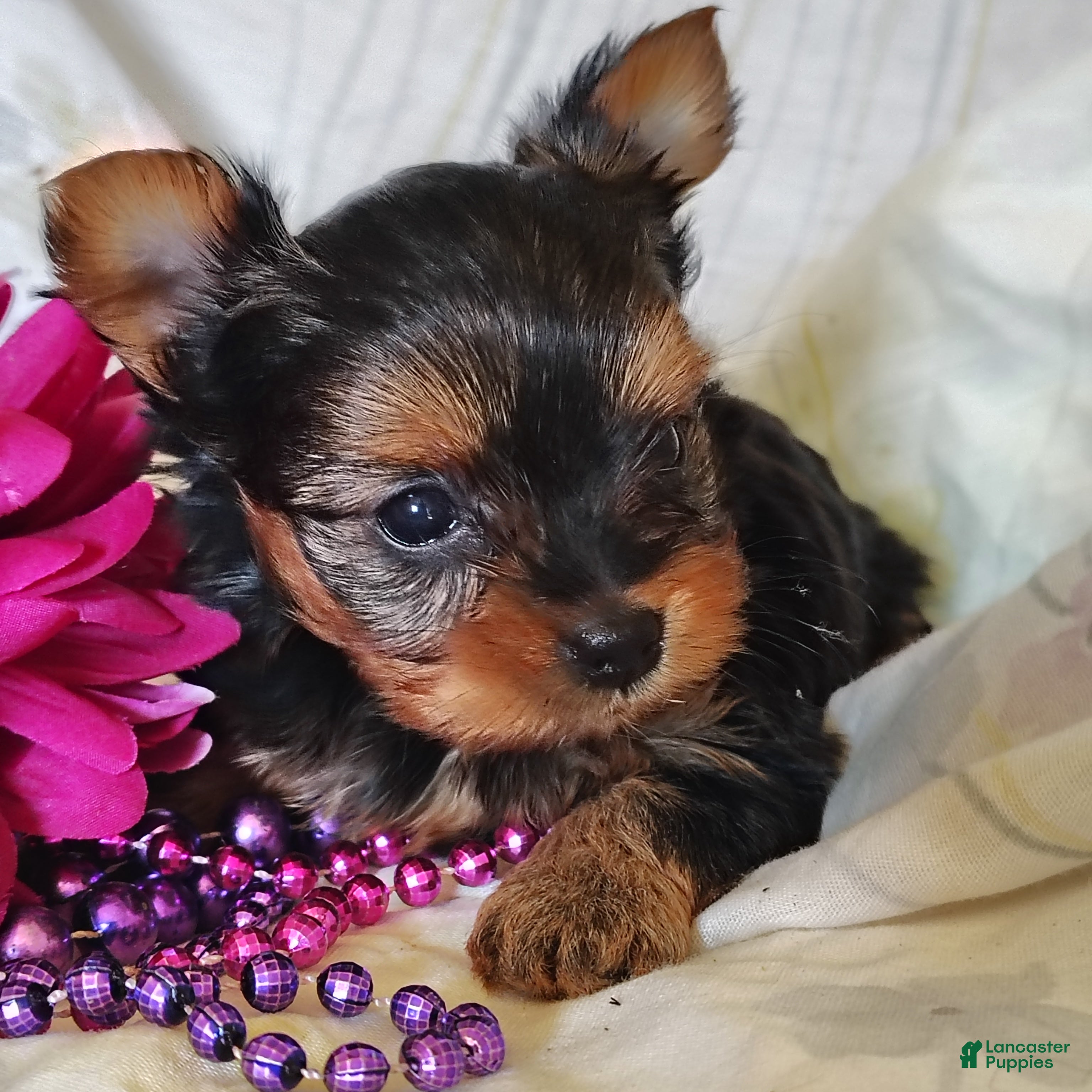 Yorkshire Terrier dogs Anna - Ad 1