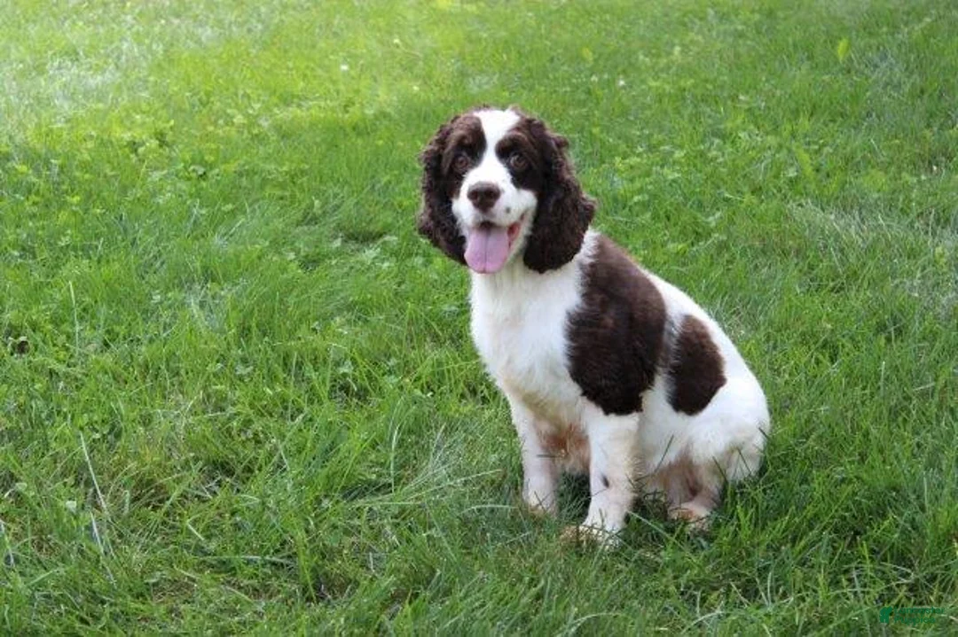 Cocker Spaniel dogs for sale: Kobe - Ad 5