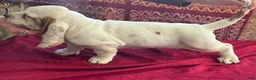 Basset Hound dogs for sale: Dottie - Ad 3