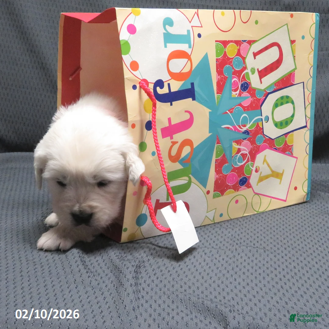 Golden Retriever dogs for sale: Popcorn - Ad 8