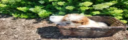Cavapoo dogs for sale: Button  - Ad 9