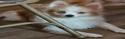 Pomeranian dogs for sale: Male pomeranian  - Ad 10