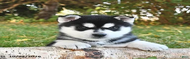 Tundra 