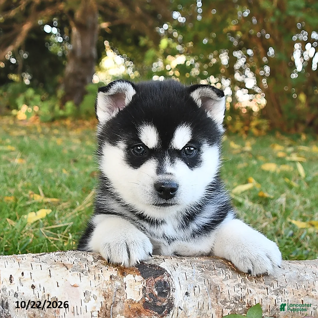 Pomsky dogs for sale: Tundra  - Ad 1