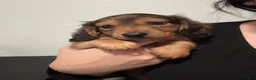 Miniature Dachshund dogs for sale: Teddy - Ad 3