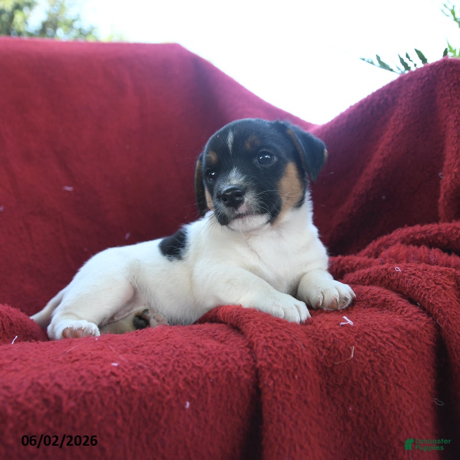 Jack Russell Terrier dogs for sale: Honey - Ad 2