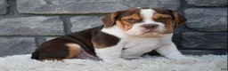 Beabull dogs for sale: Bruno  - Ad 2