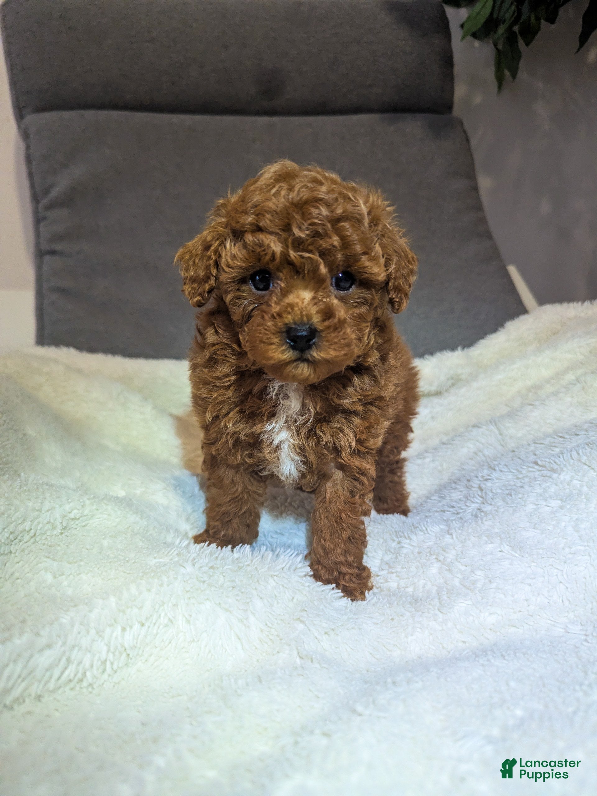 Toy Poodle dogs Gabe - Ad 13
