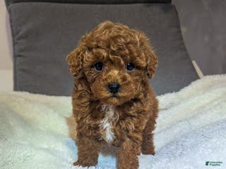 Toy Poodle dogs Gabe - Ad 15