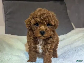 Toy Poodle dogs Gabe - Ad 18