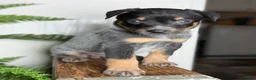 Australian Cattle Dog dogs for sale: Jada 2.0 - Ad 10