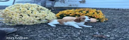 Welsh Springer Spaniel dogs for sale: Lady - Ad 8