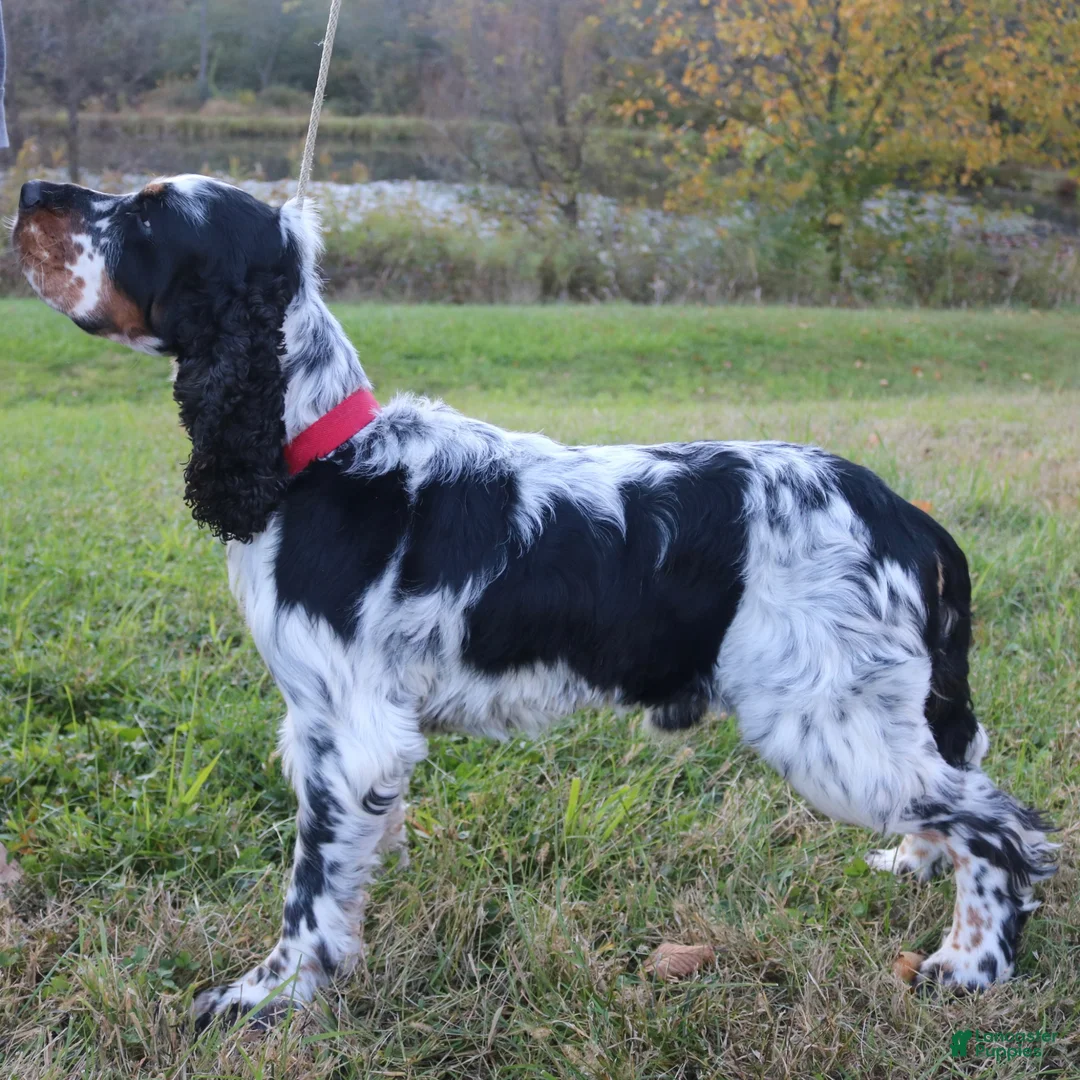 English Springer Spaniel dogs for sale: Cloyd - Ad 10