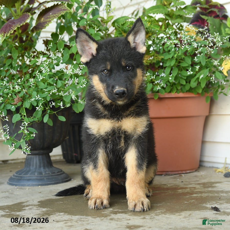 Gerberian Shepsky dogs Tucker - Ad 2