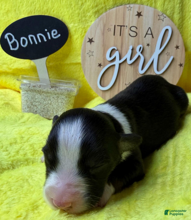 Australian Shepherd dogs Bonnie - Ad 1