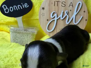 Australian Shepherd dogs for sale: Bonnie - Ad 1