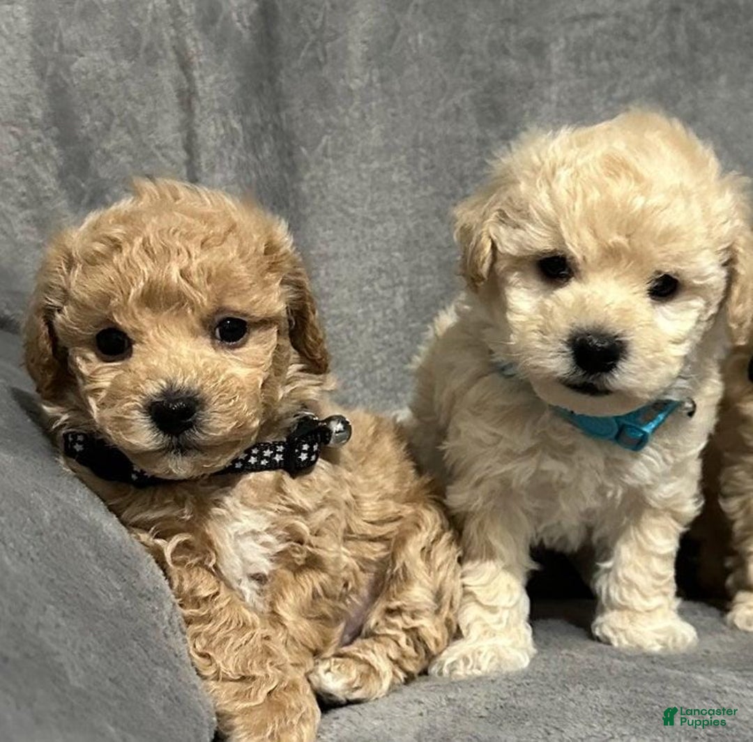 Maltipoo dogs for sale: Sam - Ad 6
