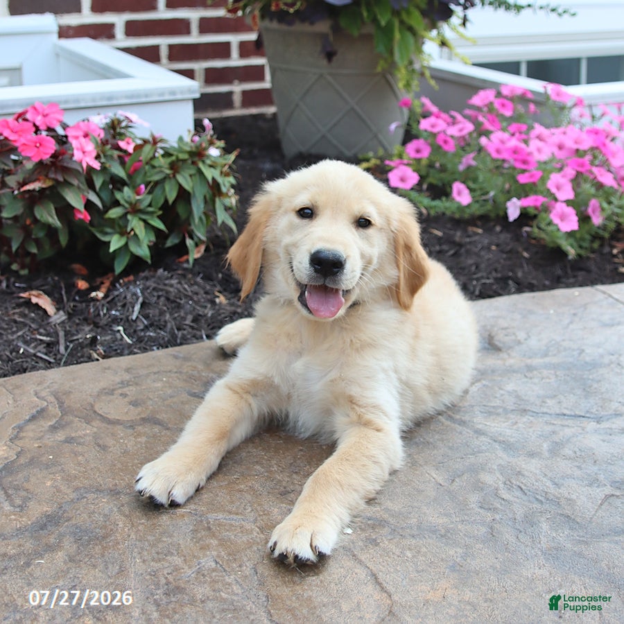 Golden Retriever dogs Nickolas - Ad 2