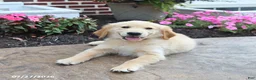 Golden Retriever dogs for sale: Nickolas - Ad 2
