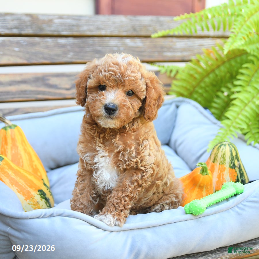 Cavapoo dogs Wellington - Ad 1