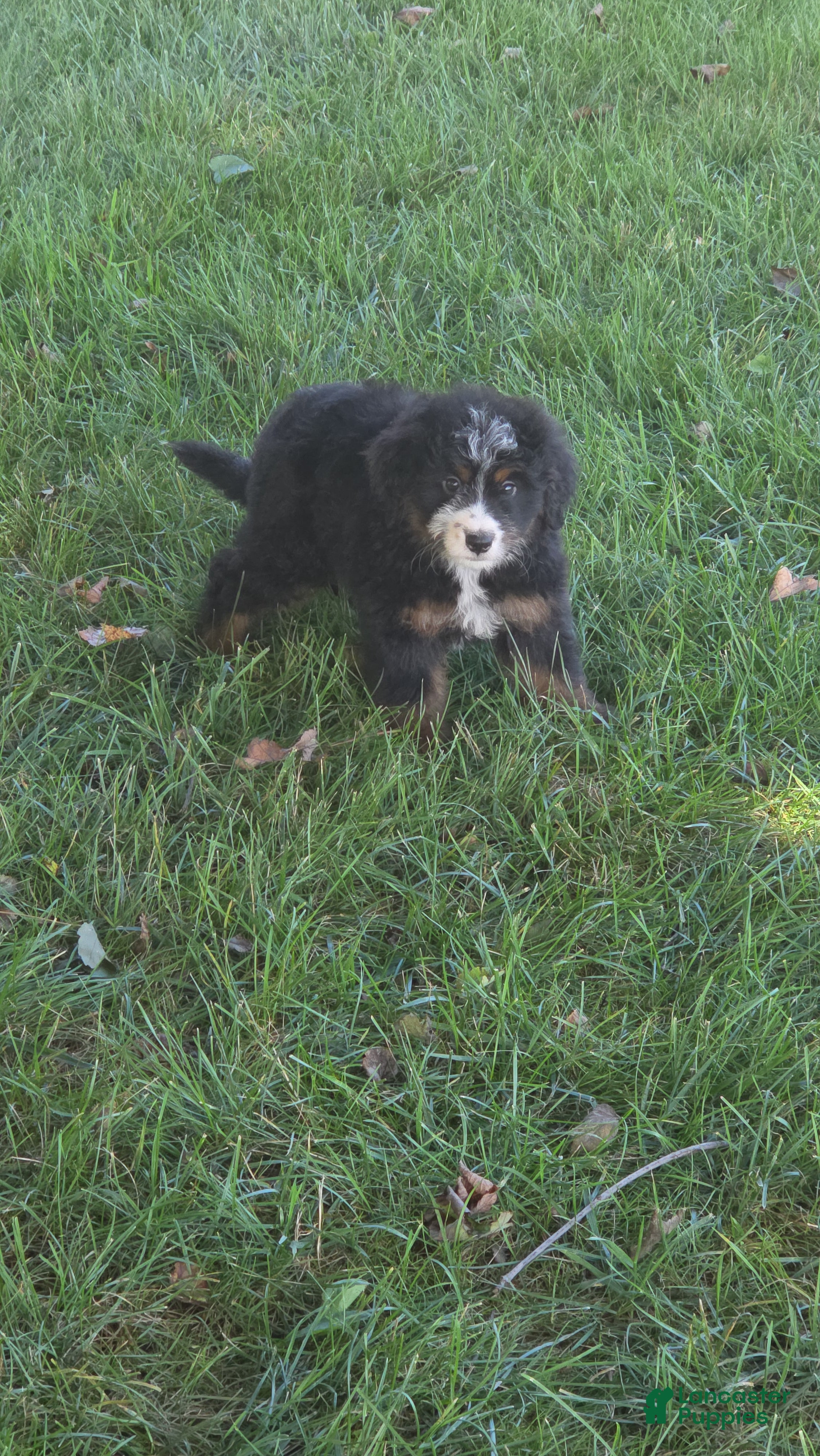 Bernedoodle dogs Harper - Ad 1