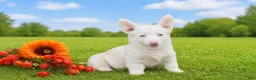 Welsh Corgi Pembroke dogs for sale: Crystal - Ad 1