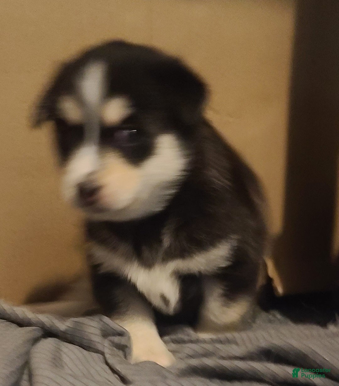 Pomsky dogs for sale: Roxy - Ad 3