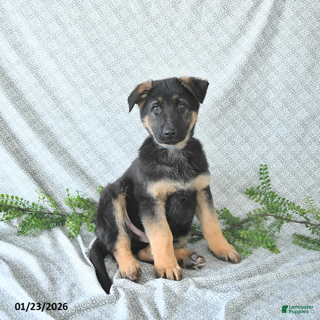 German Shepherd dogs for sale: Zeus - Ad 5