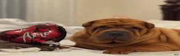 Shar Pei dogs for sale: Shar Pei Puppy 1 - Ad 2